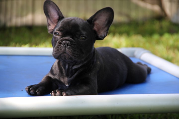 The Best Parrots In The World French Bulldog Puppies For